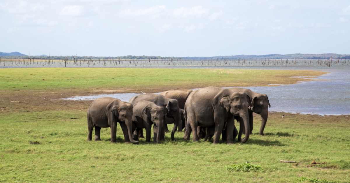 Elefanten versammeln sich im Minneriya-Nationalpark 