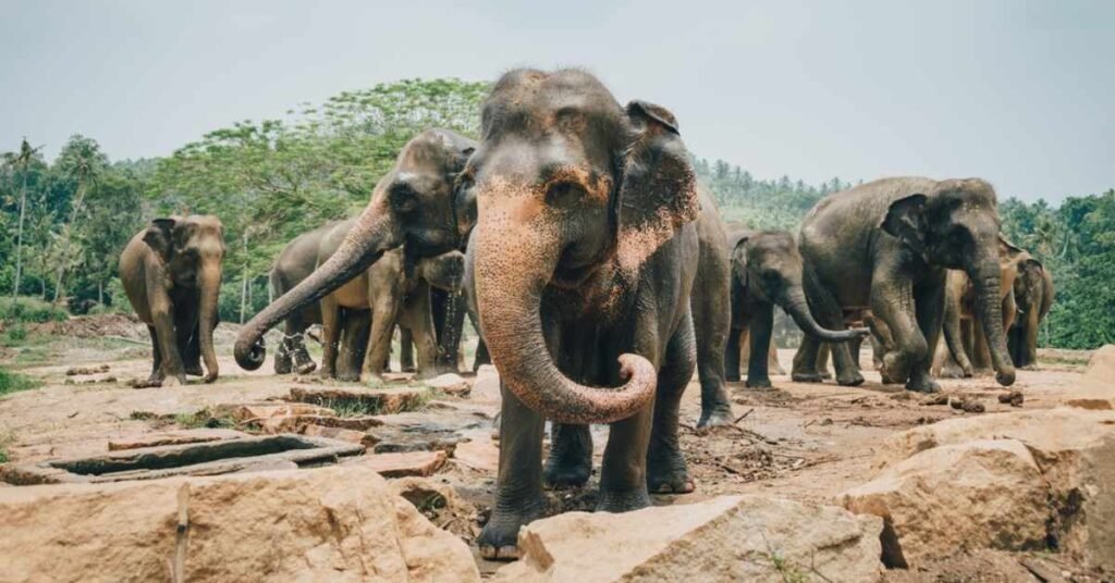 Lugares para visitar en Kegalle / vista del orfanato de elefantes de Pinnawala