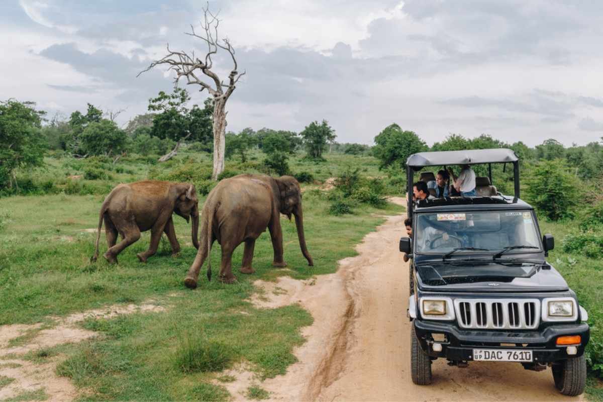 Safari in Sri Lanka watching Elephants Udawalawe National Park 