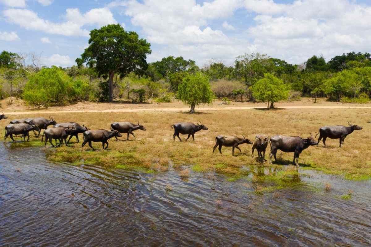 Mejor época para visitar el Parque Nacional Kumana