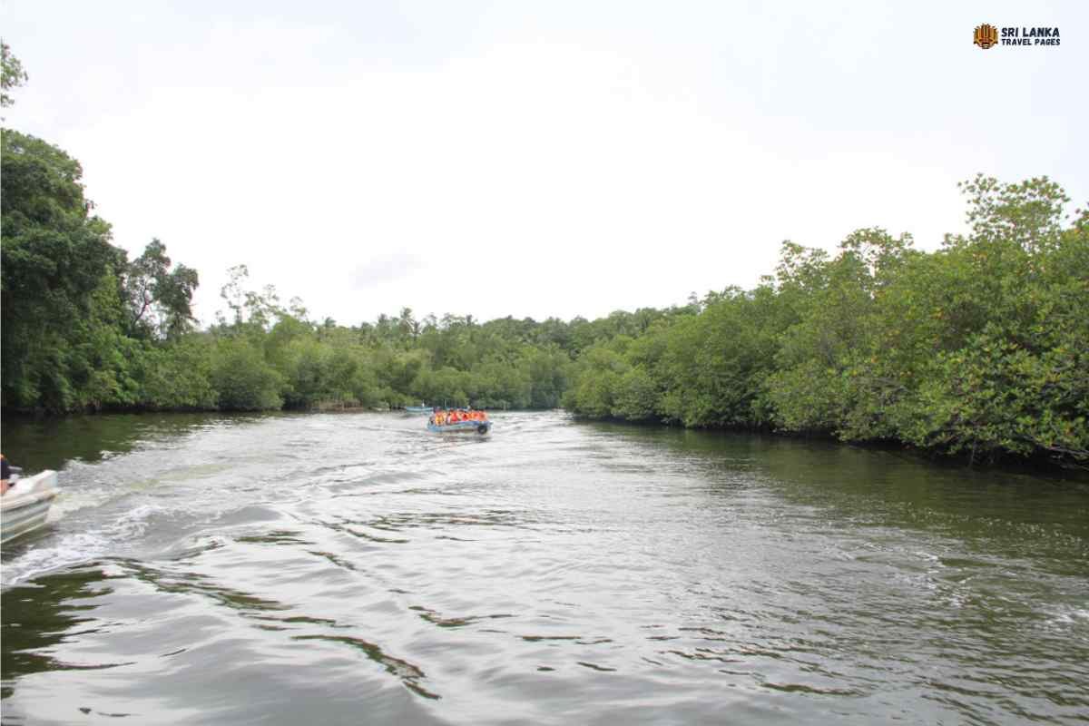 Safari en barco por el río Madhu en Hikkaduwa, Sri Lanka