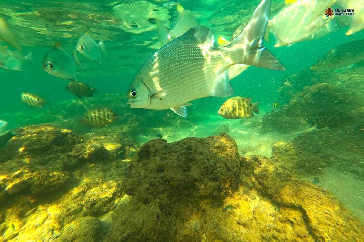 Snorkel en Hikkaduwa