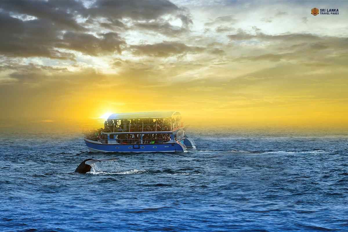 Avistamiento de ballenas en Hikkaduwa- Sri Lanka