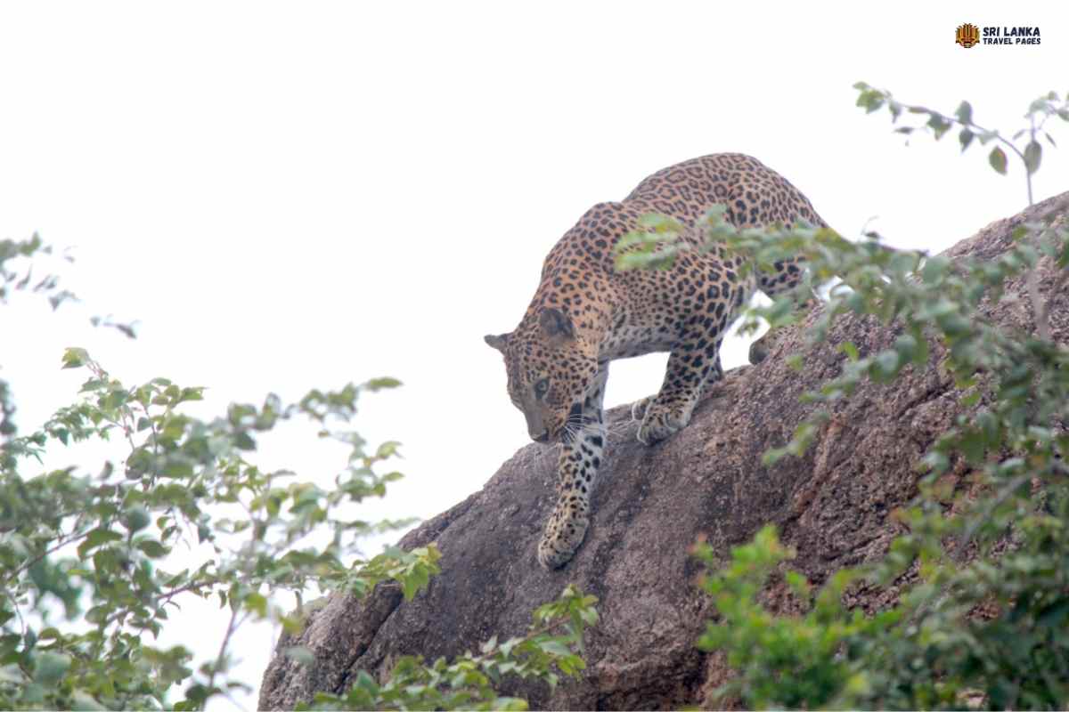 Fauna en el Parque Nacional Kumana