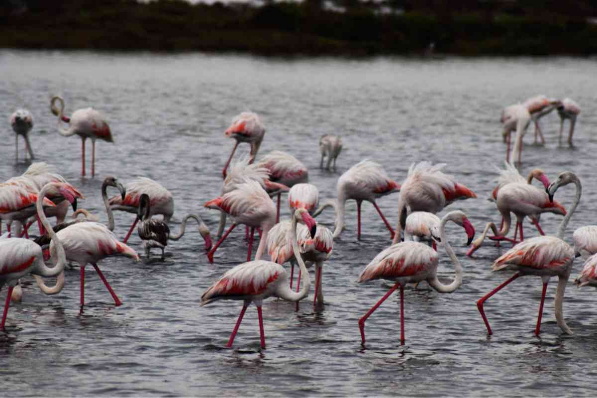 Parco nazionale Chundikulam - uno dei luoghi da visitare a Jaffna