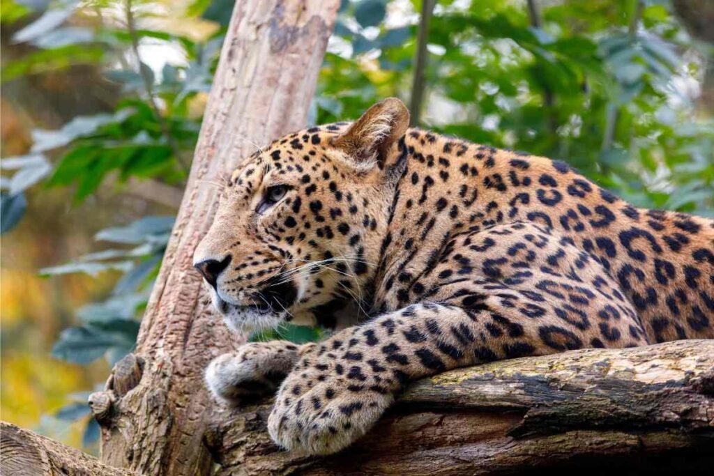 スリランカの動物園