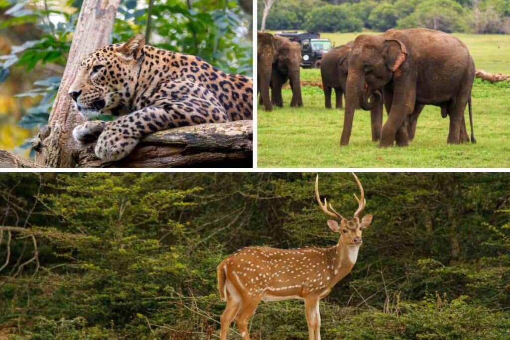 Cómo llegar al Parque Nacional Yala