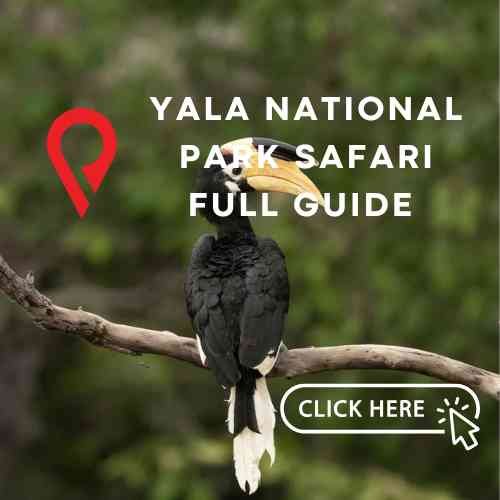 Yala National Park Safari Full Guide - Search