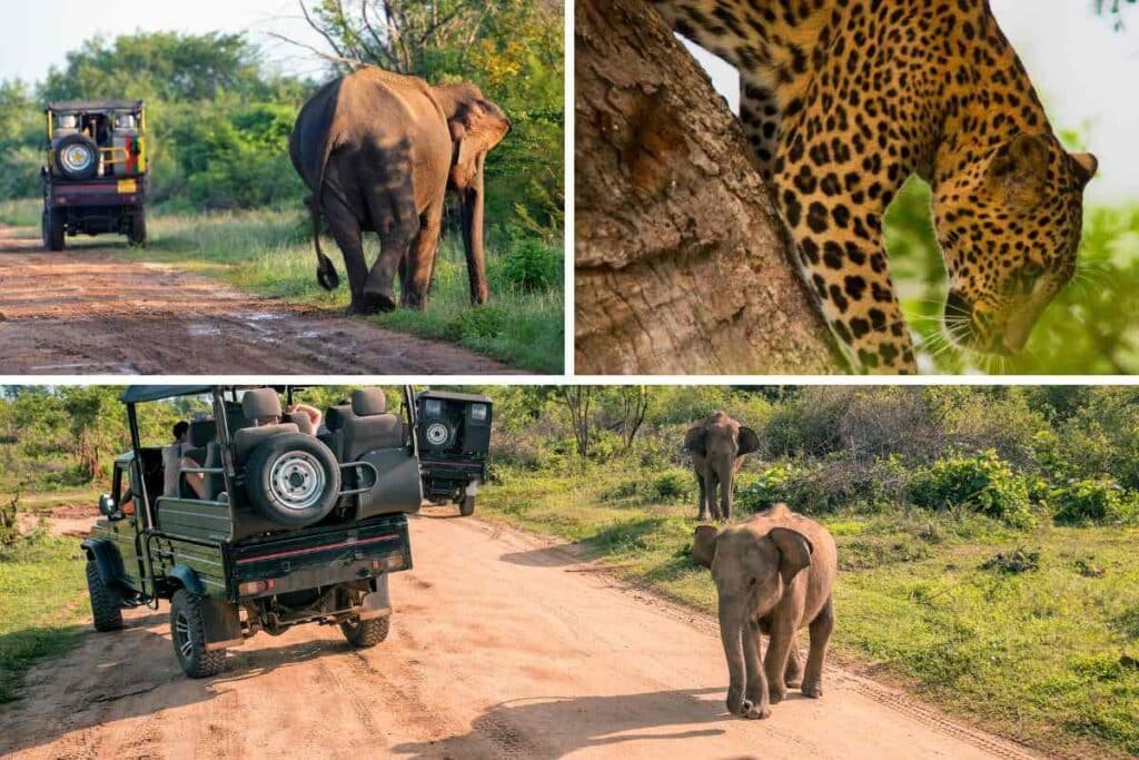 beste Zeit, um den Yala-Nationalpark zu besuchen