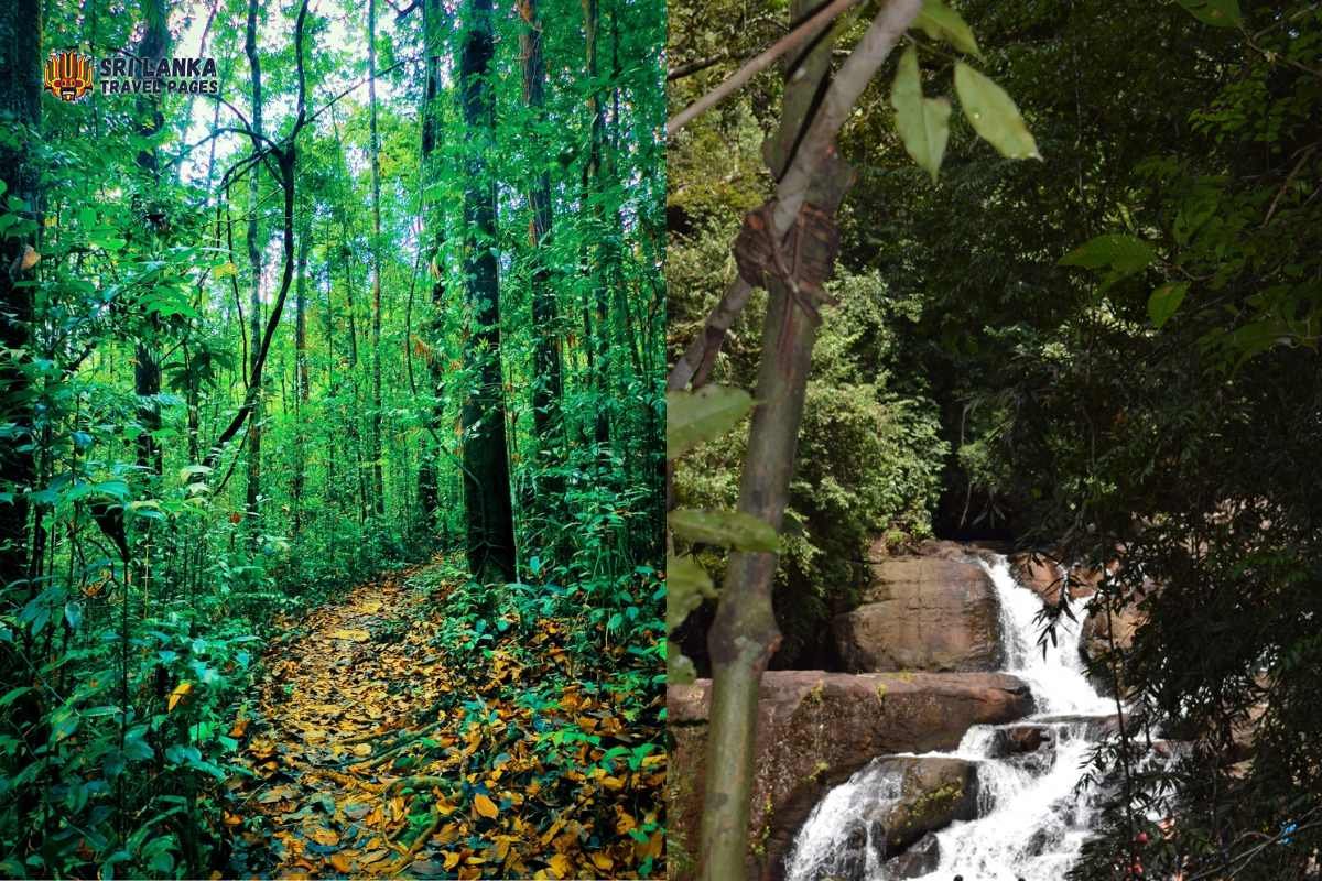 Trekking path in Kanneliya Rainforest, Sri Lanka
