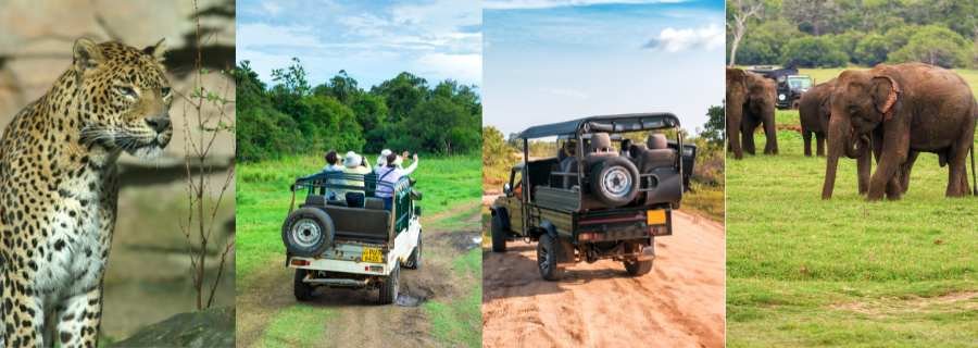 Safari jeep driving through a Sri Lankan national park