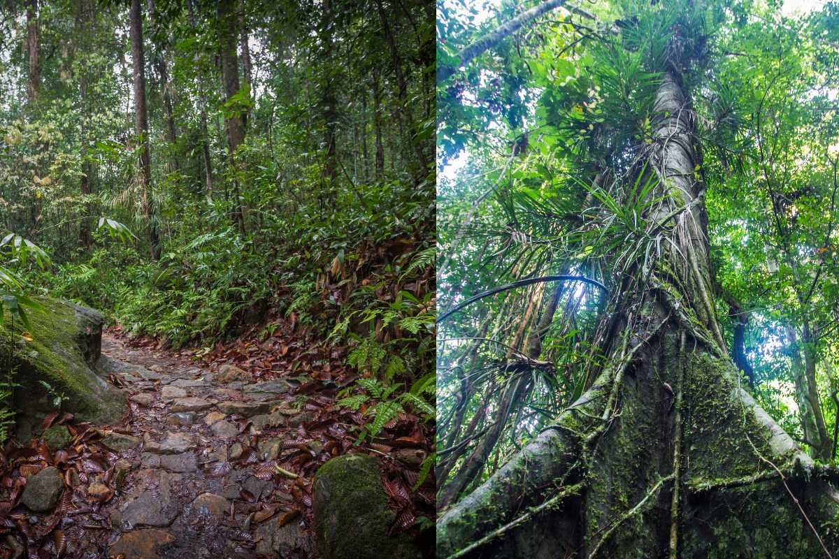 Trees in Sinharaja