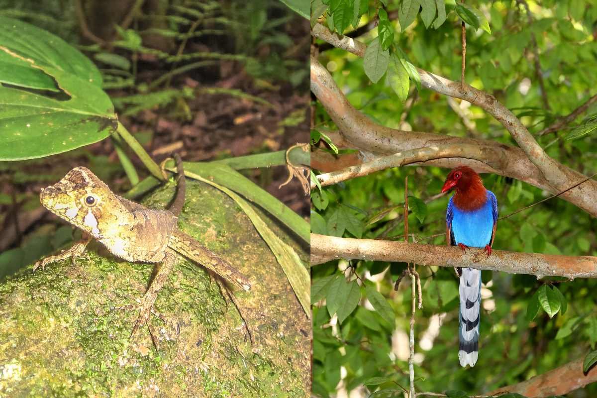 Wildlife in Sinharaja