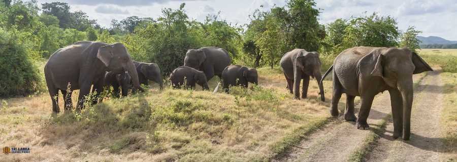Elephants gathering by a water tank in a Sri Lankan national park