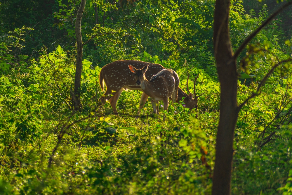 الحيوانات والنباتات في حديقة Udawalawe الوطنية