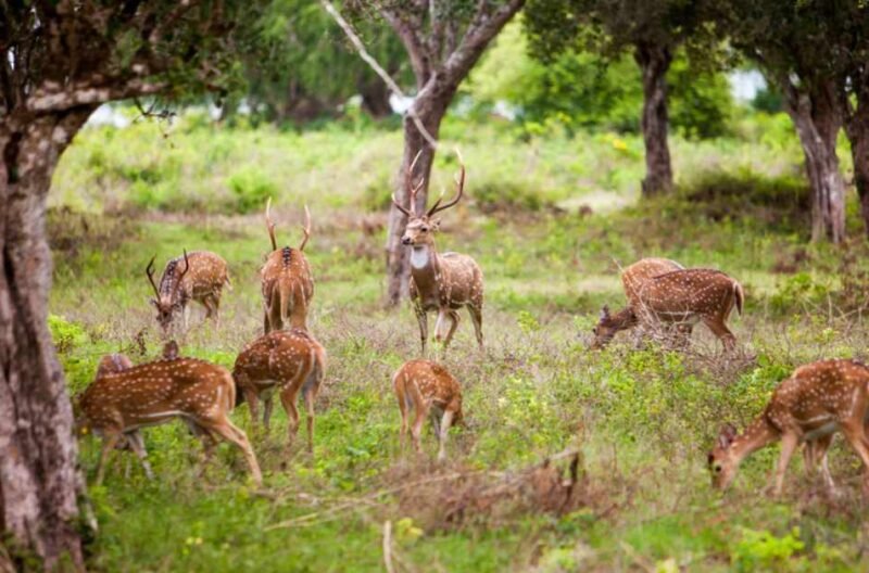 Safari at Yala National Park
