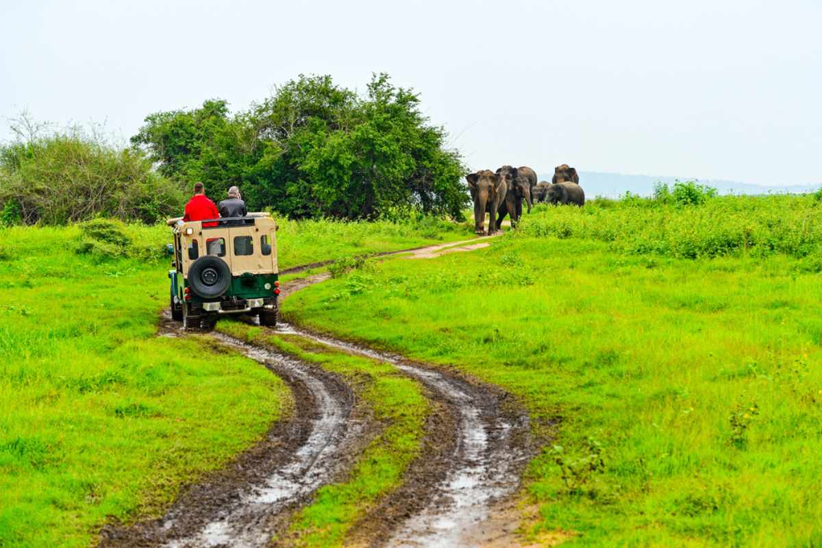 safari na Sri Lance