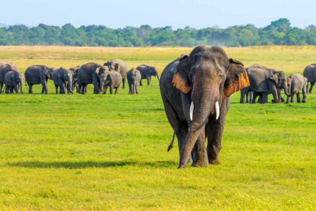 Spokojny obraz słoni lankijskich wędrujących na wolności, symbolizujący esencję dzikiej przyrody i naturalnego piękna Sri Lanki.