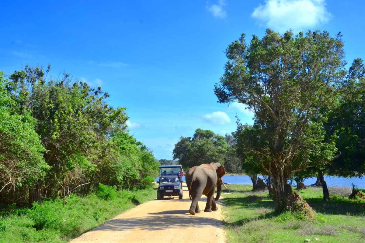 Туристы в джипе с восторгом встречают величественного слона в национальном парке Яла на Шри-Ланке, демонстрируя богатое разнообразие дикой природы и природную красоту парка.