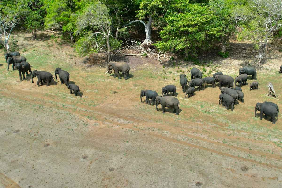 reunión de elefantes en kalawewa 