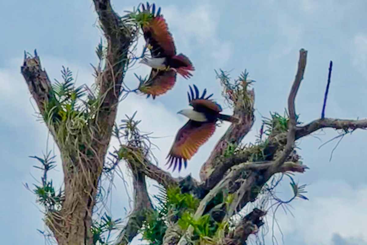 Observación de aves y kayak en Kalawewa en Anuradhapura