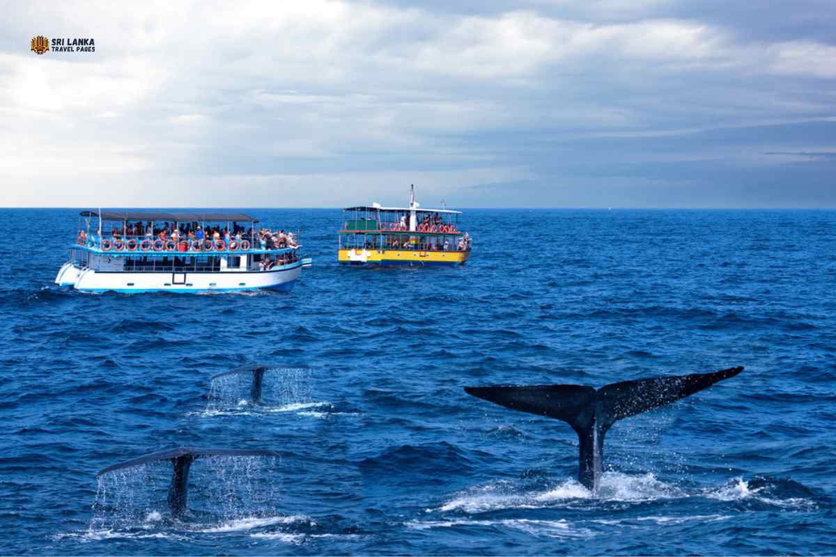 Наблюдение за китами на Шри-Ланке