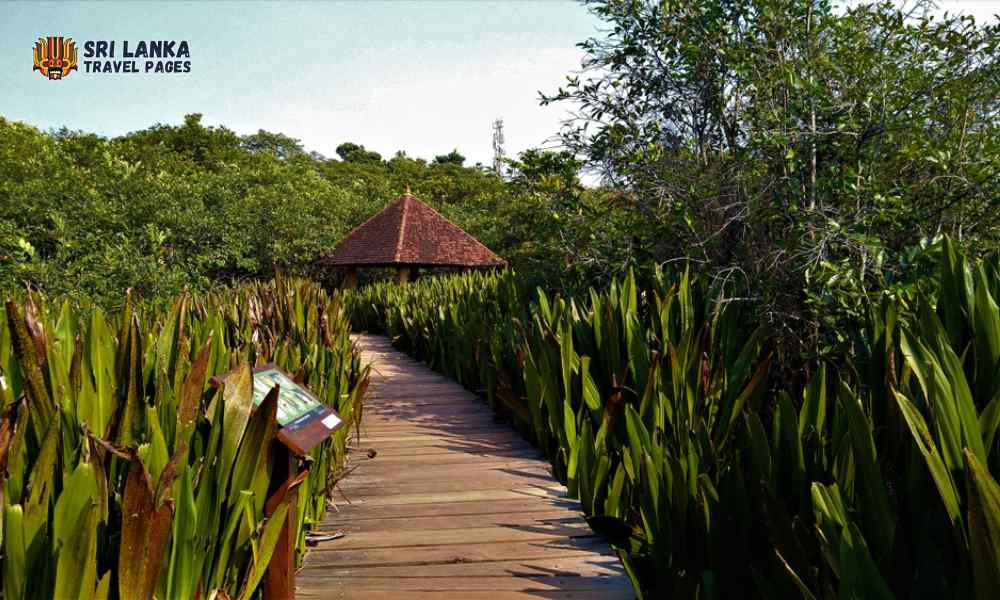 Park mokradeł Beddegana – Kolombo