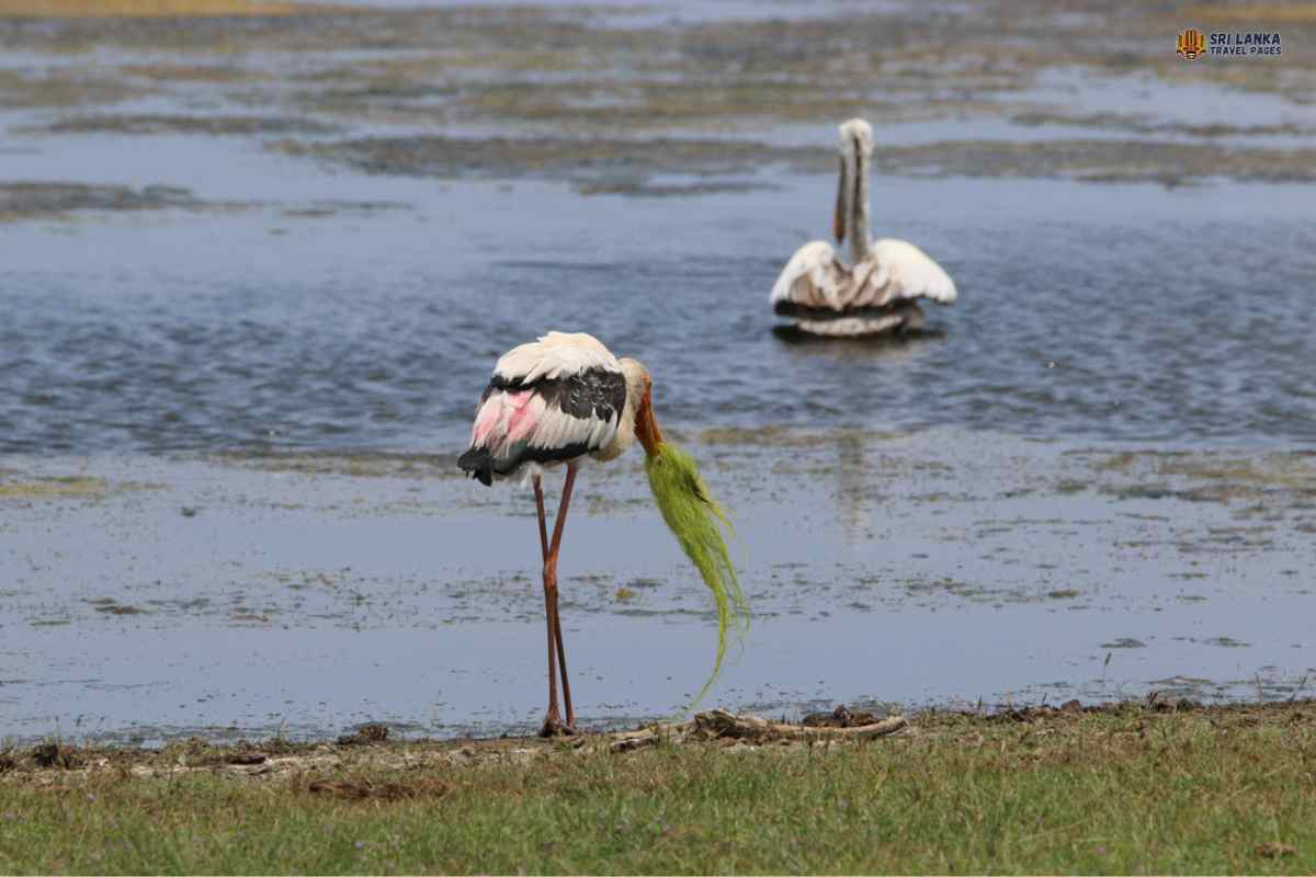 Наблюдение за птицами в национальном парке Кумана