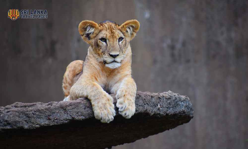 Narodowe Zoo Dehiwala – Kolombo