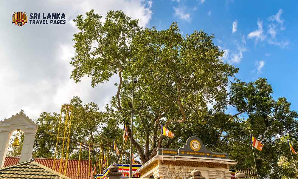 Unter den vielen Sehenswürdigkeiten in Anuradhapura sticht das Jaya Sri Maha Bodhi als absolutes Highlight hervor.