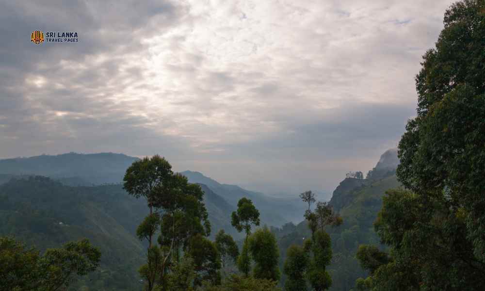 Pidurutalagala 山和森林保护区