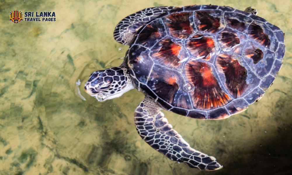 Allevamento di tartarughe marine