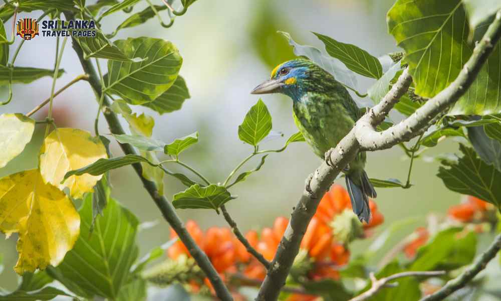 Rezerwat ptaków Thangamale