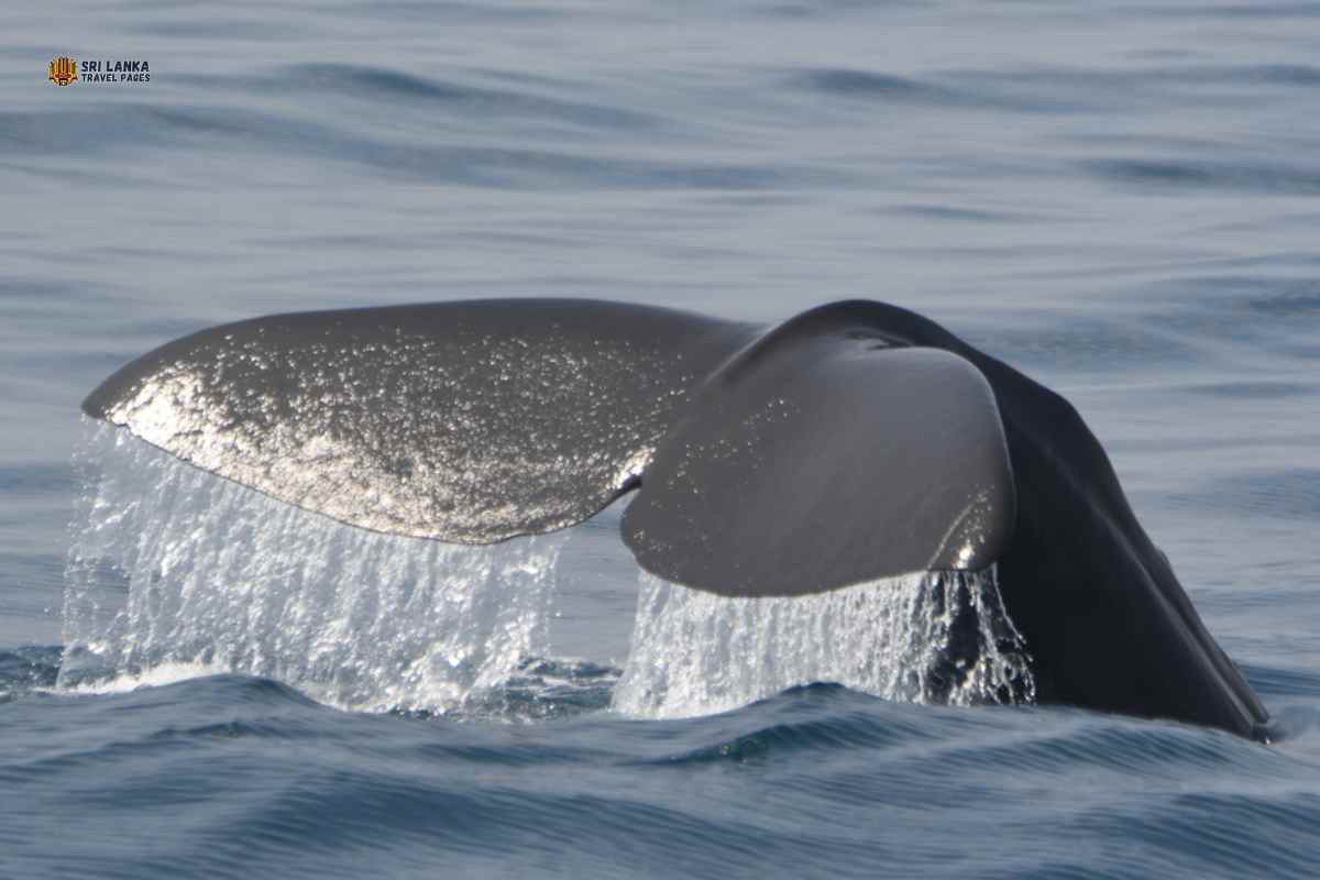 Obserwacja wielorybów w Kalpitiya