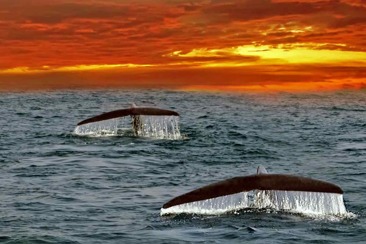 Наблюдение за китами в Мириссе