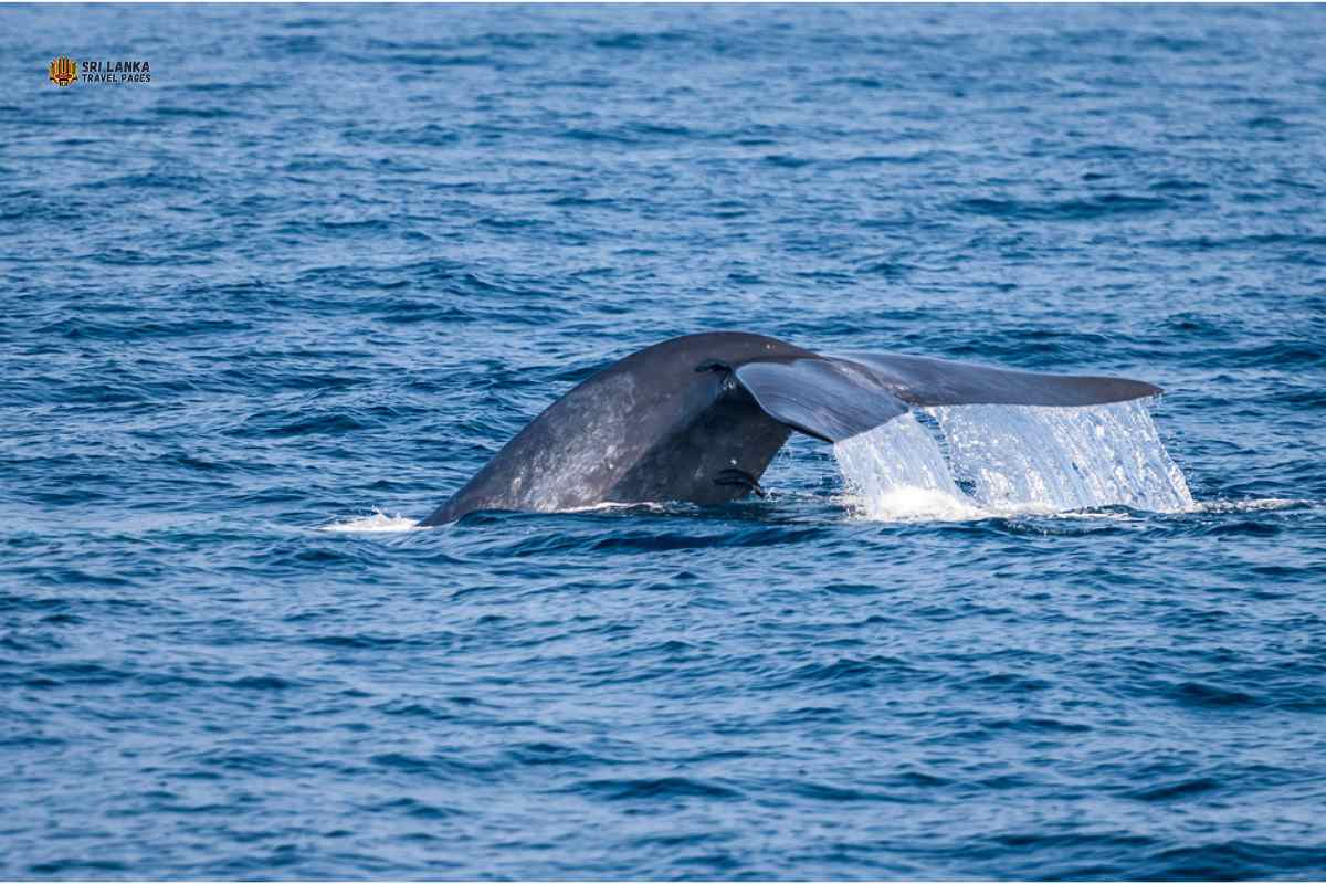 Whale watching in Trincomalee