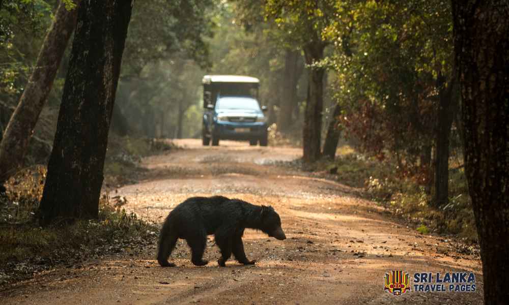 Esperienza safari nel Parco Nazionale di Wilpattu
