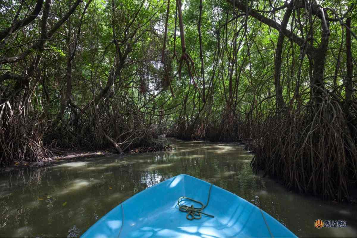 ركوب القارب في نهر بنتوتا بأشجار المانغروف 