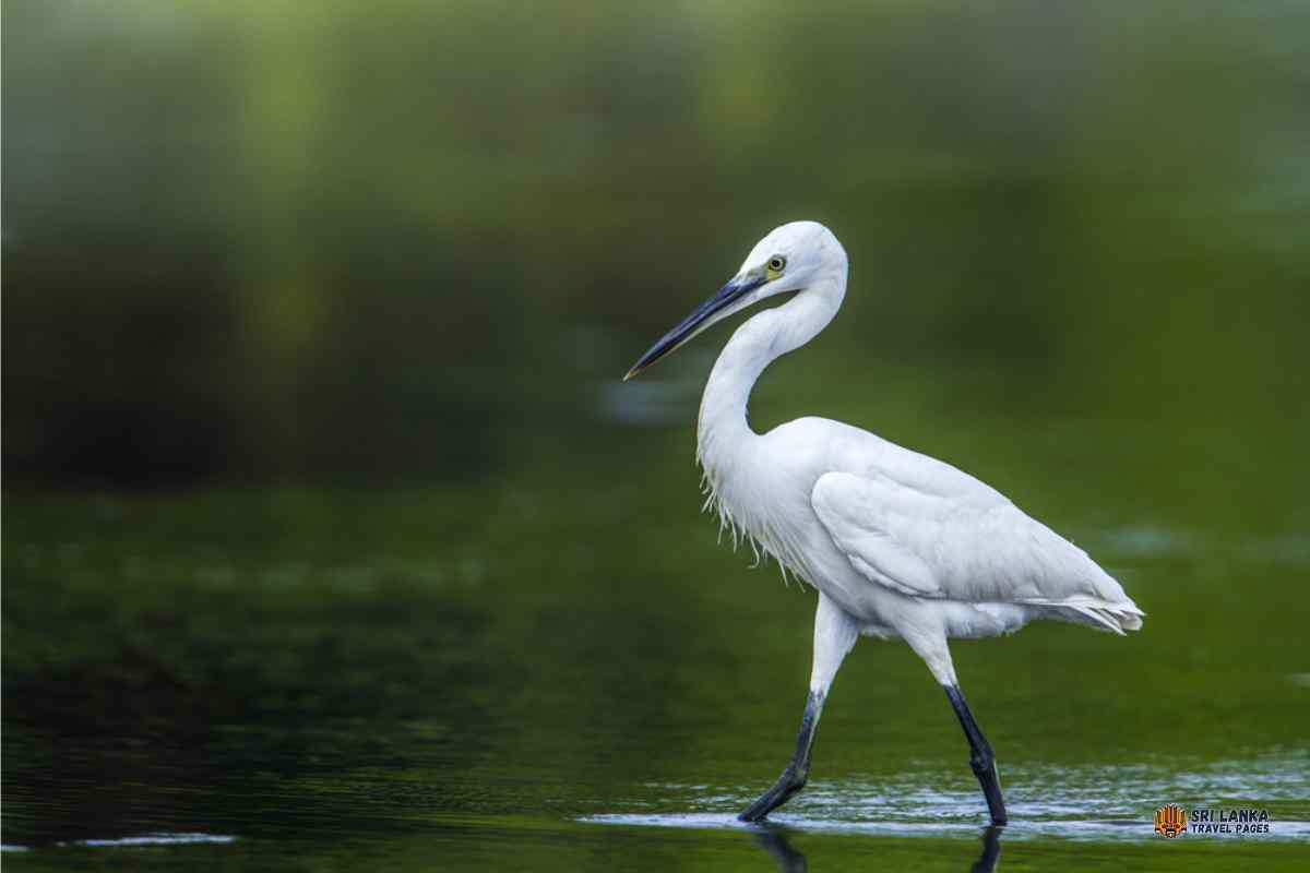 Vogelbeobachtung in den Lagunen von Kalpitiya