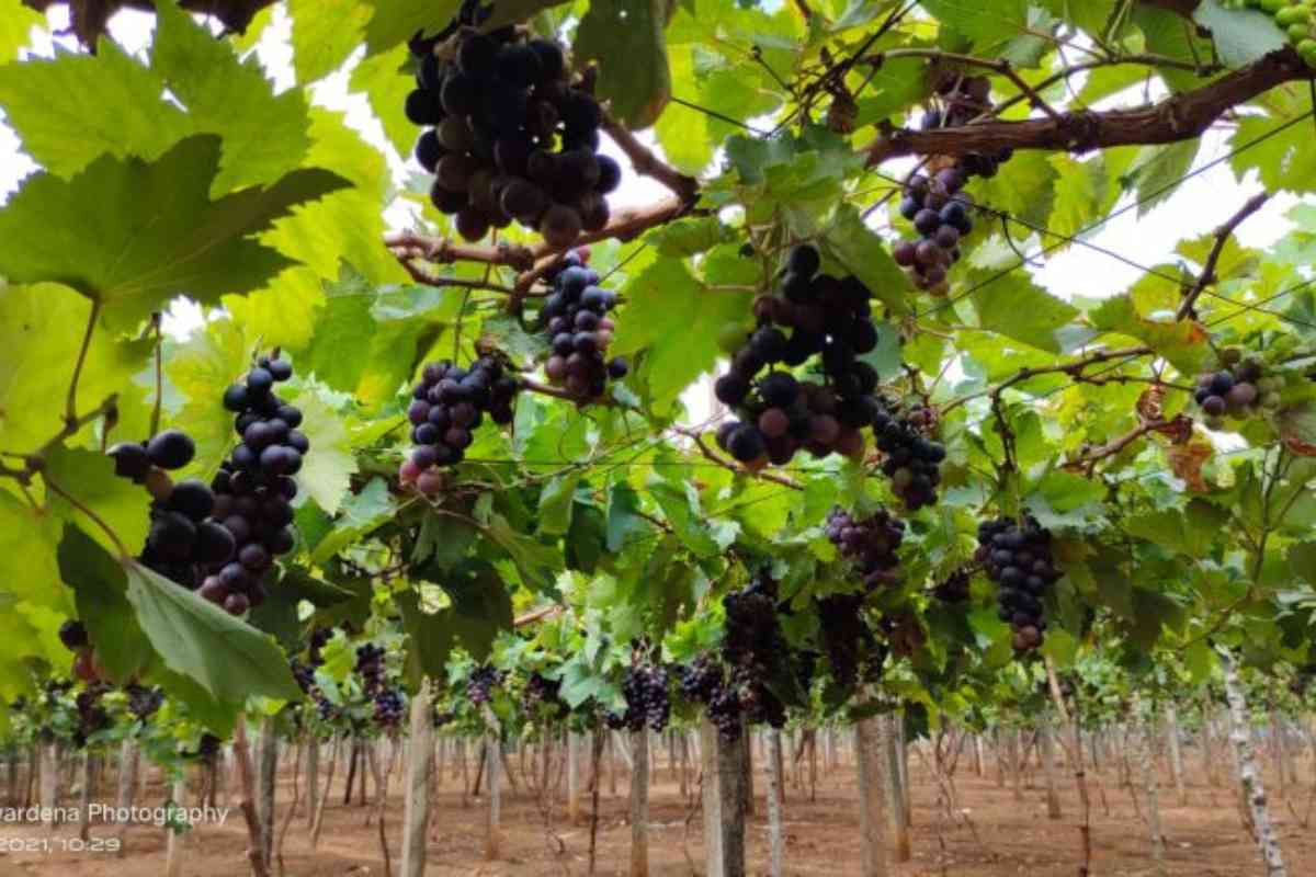 Doświadczenie w uprawie winogron Jaffna