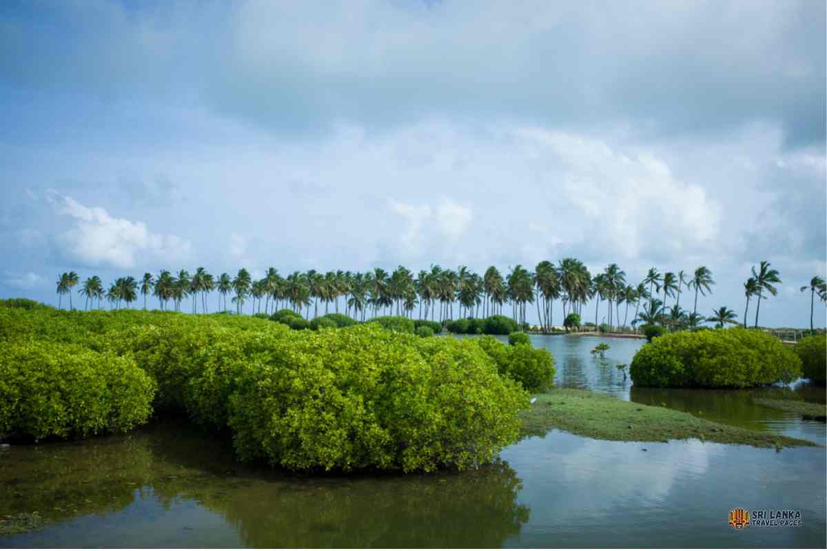 Las namorzynowy w lagunie Kalpitiya