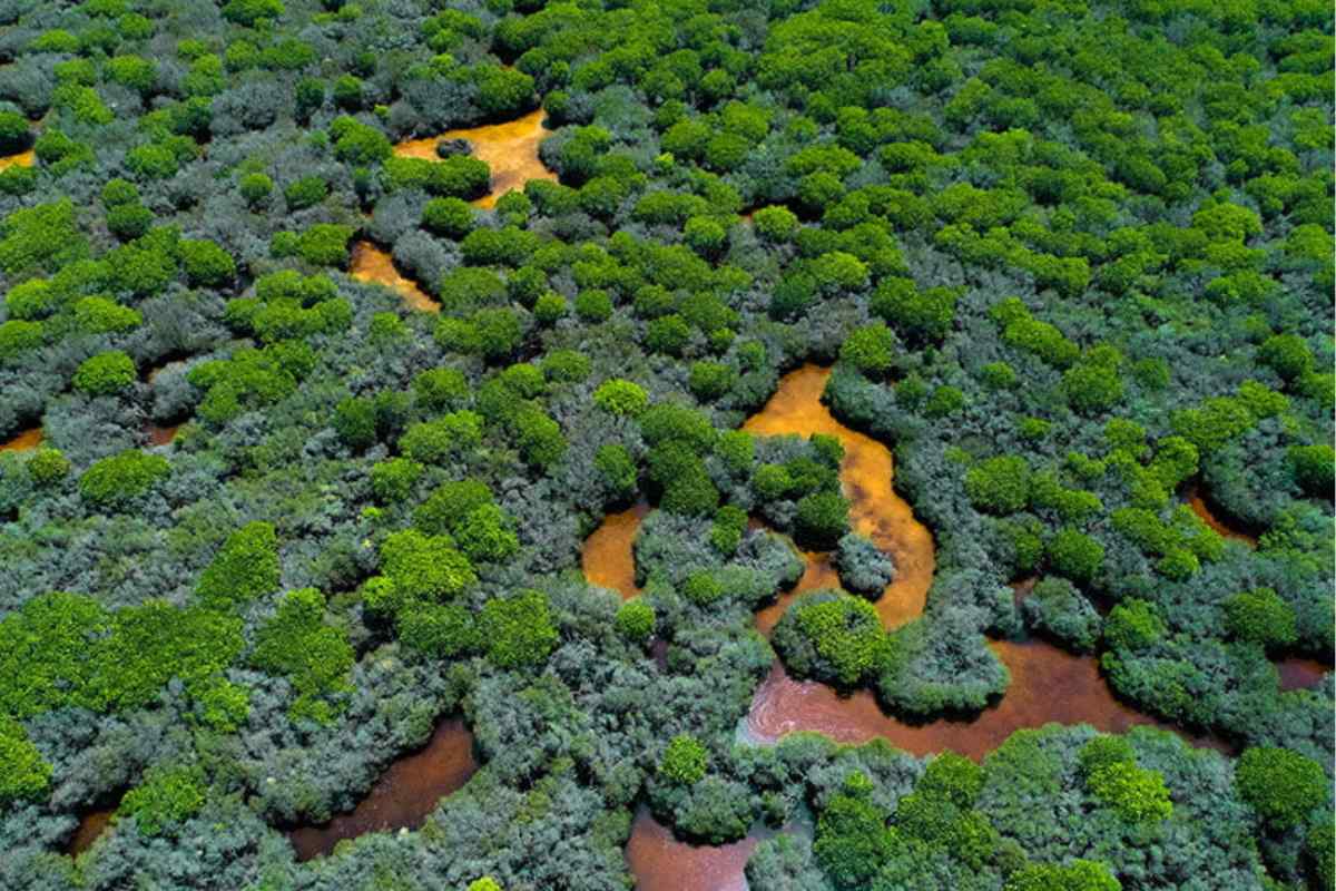Экосистема мангровых зарослей Сарасалая